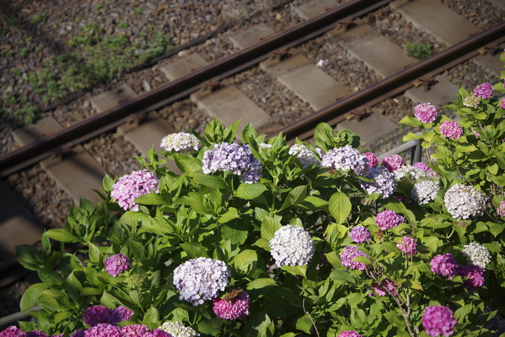 線路沿いの紫陽花②