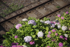 線路沿いの紫陽花②