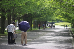 初夏の並木道