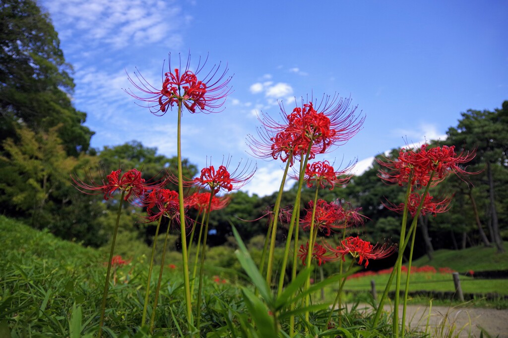 彼岸花