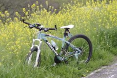 菜の花