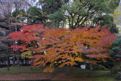 小石川後楽園_４
