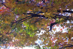 小石川後楽園_5