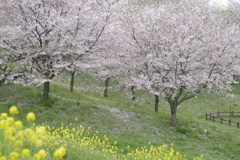 桜と菜の花