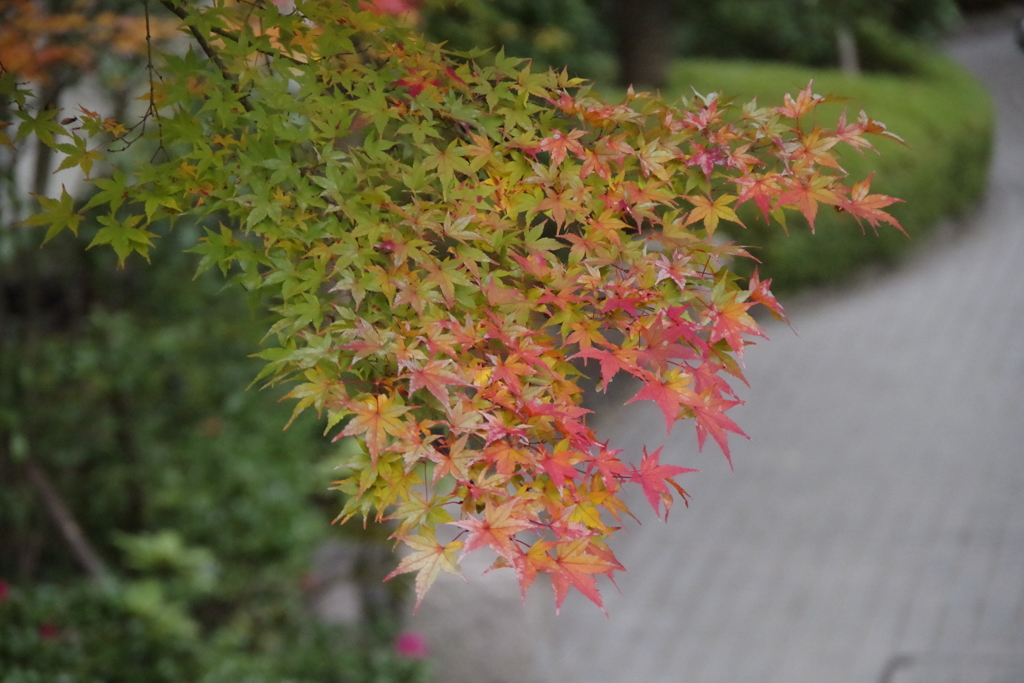 小石川後楽園_１