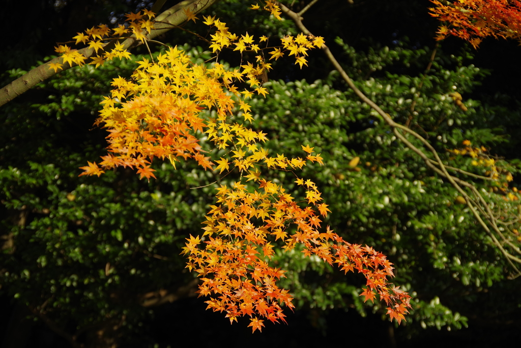 小石川後楽園_３