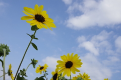 青空とひまわり