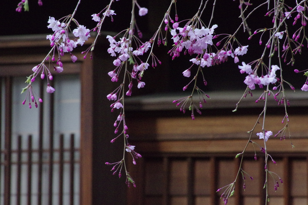 古民家のしだれ桜