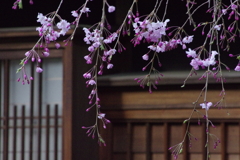 古民家のしだれ桜