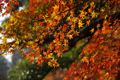 小石川後楽園_7