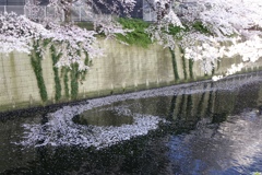 渦巻く桜の花いかだ