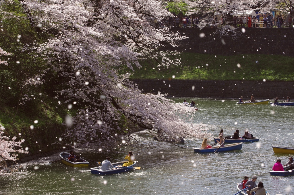 桜吹雪
