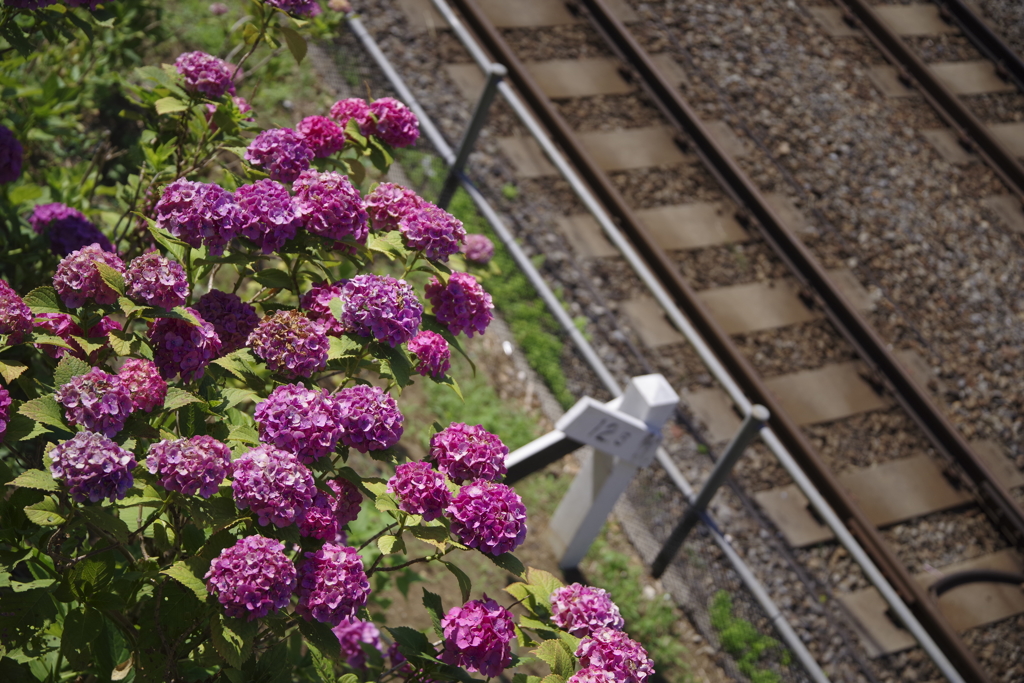 線路沿いの紫陽花①