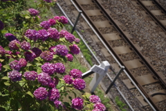 線路沿いの紫陽花①