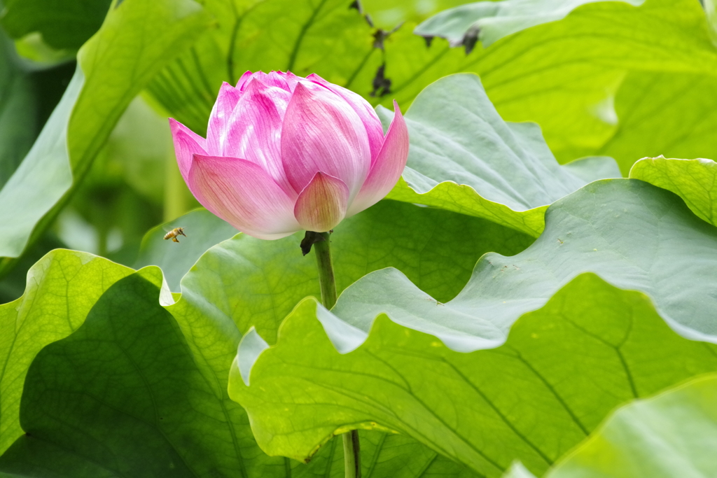 蓮と蜂