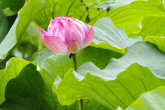 蓮と蜂