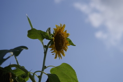 向日葵　2016夏