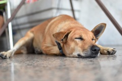 犬