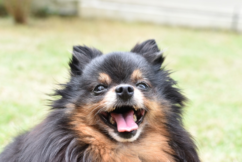 犬