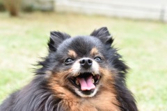 犬