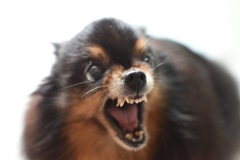 犬