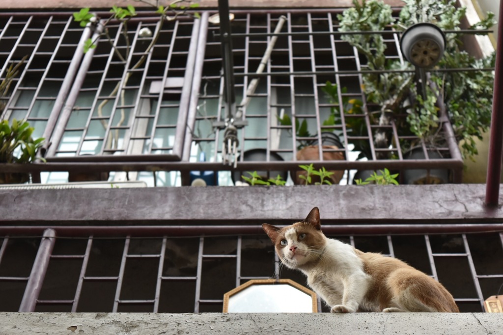 猫