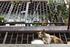 猫