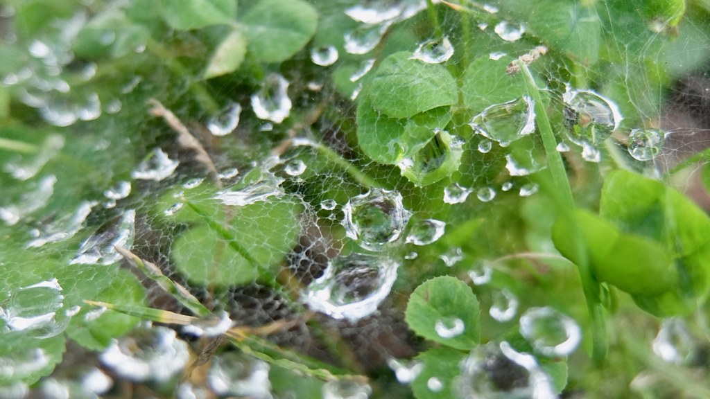 蜘蛛の巣と雫