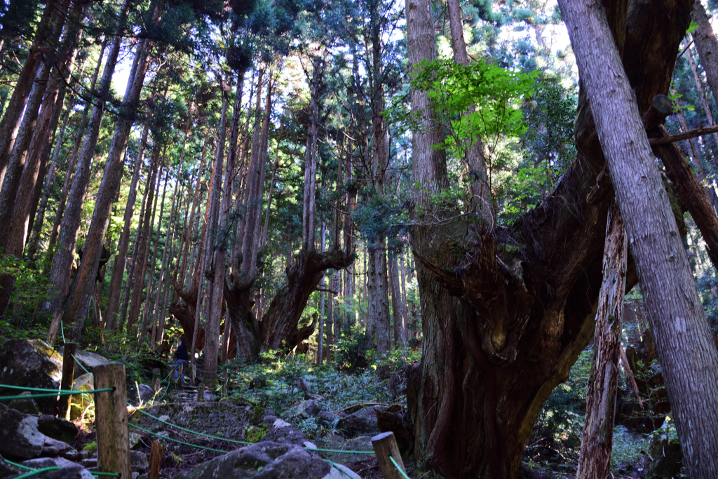 新芽の息吹き　株杉