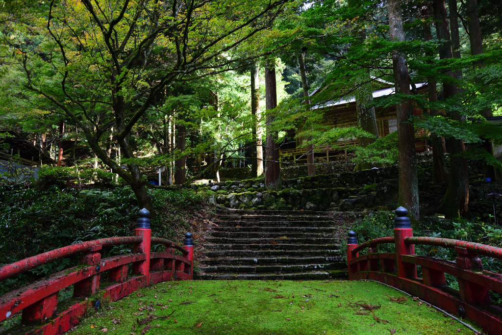 栄光への苔橋