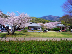 桜