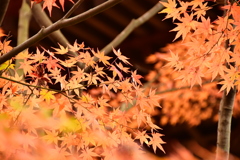 紅葉の1枚