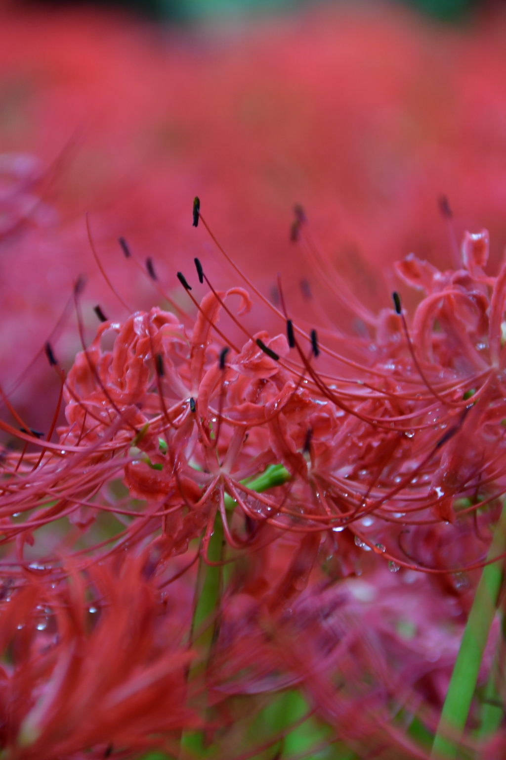 曼珠沙華☆満開