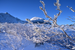雪の華
