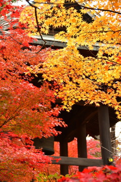 紅葉の1枚