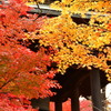 紅葉の1枚