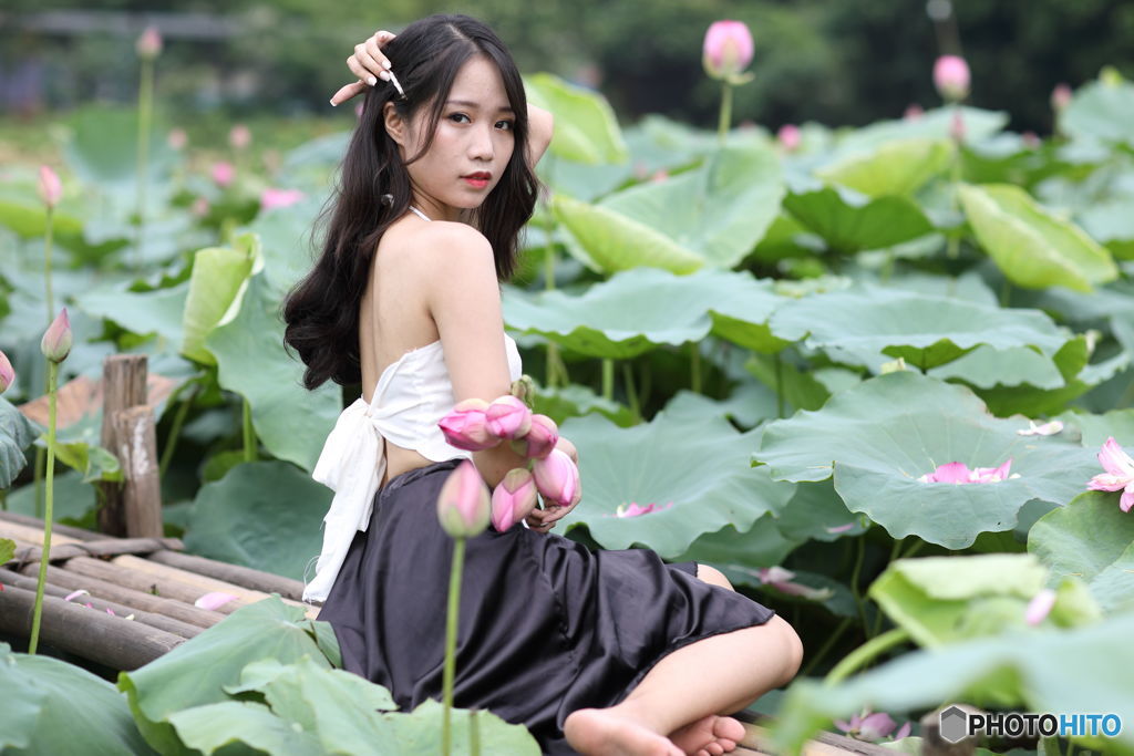 蓮の花、甘い香り漂う