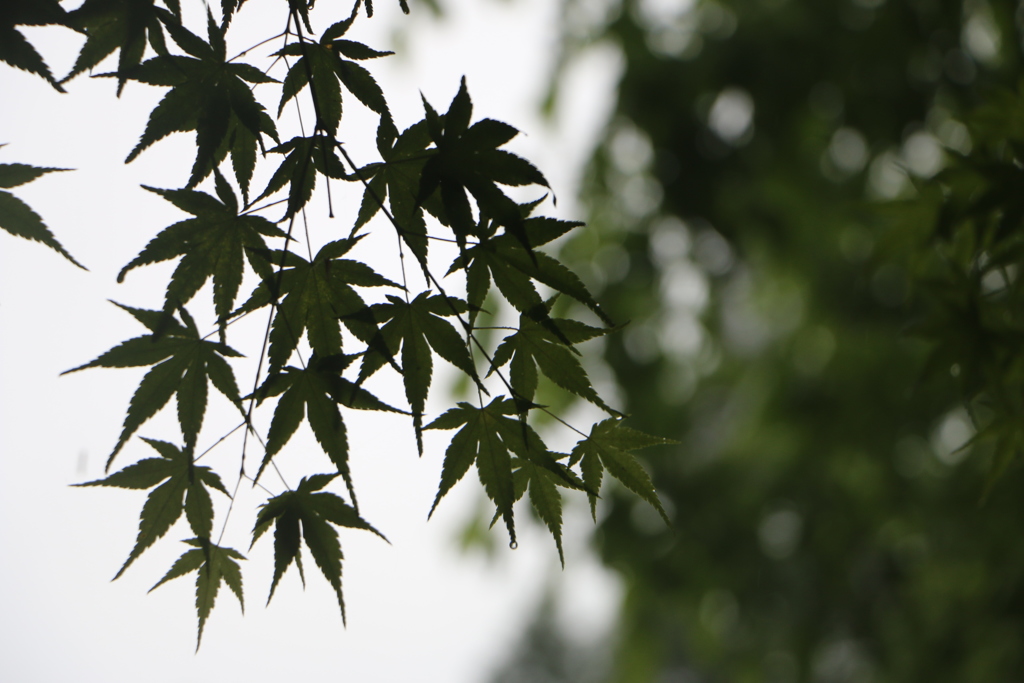 ぼかしてみた写真