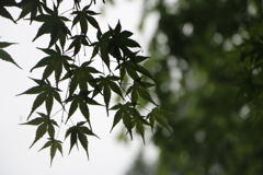 ぼかしてみた写真