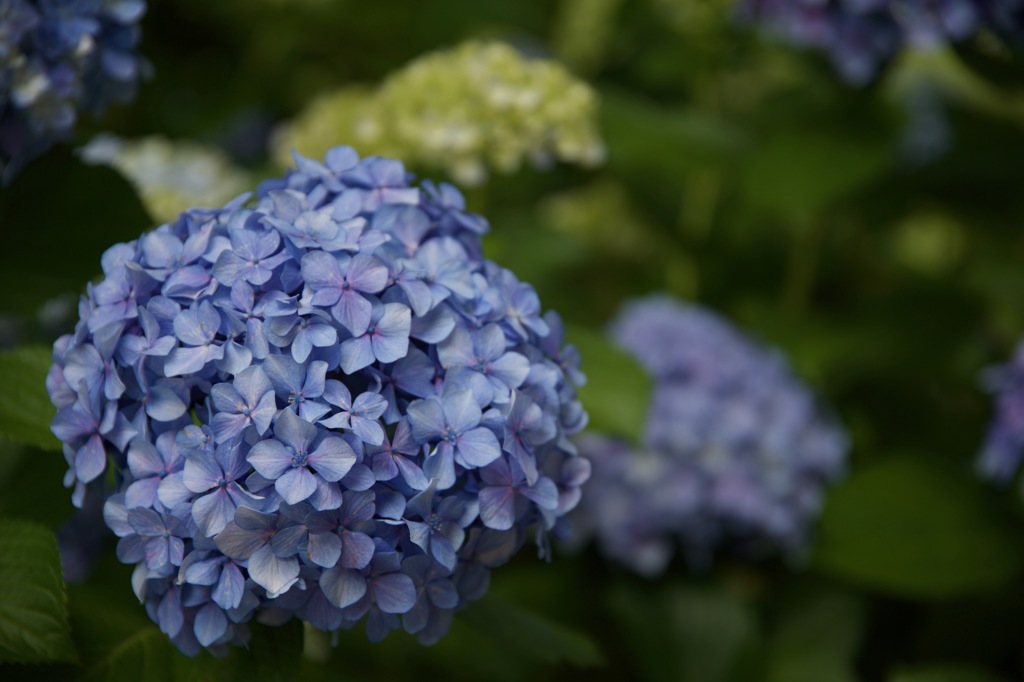 智積院 紫陽花 2