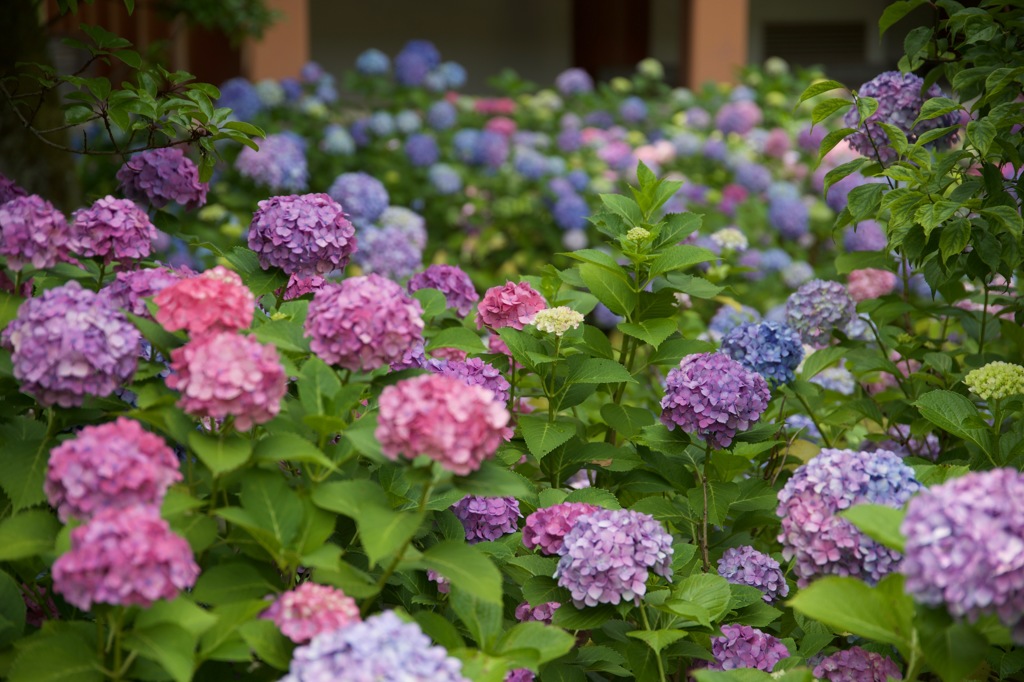 智積院 紫陽花 1