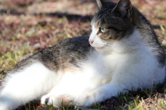 見つめる野良猫
