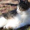 見つめる野良猫