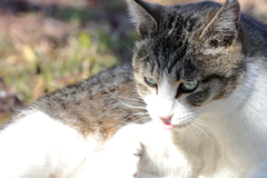 野良猫ななめ