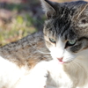 野良猫ななめ