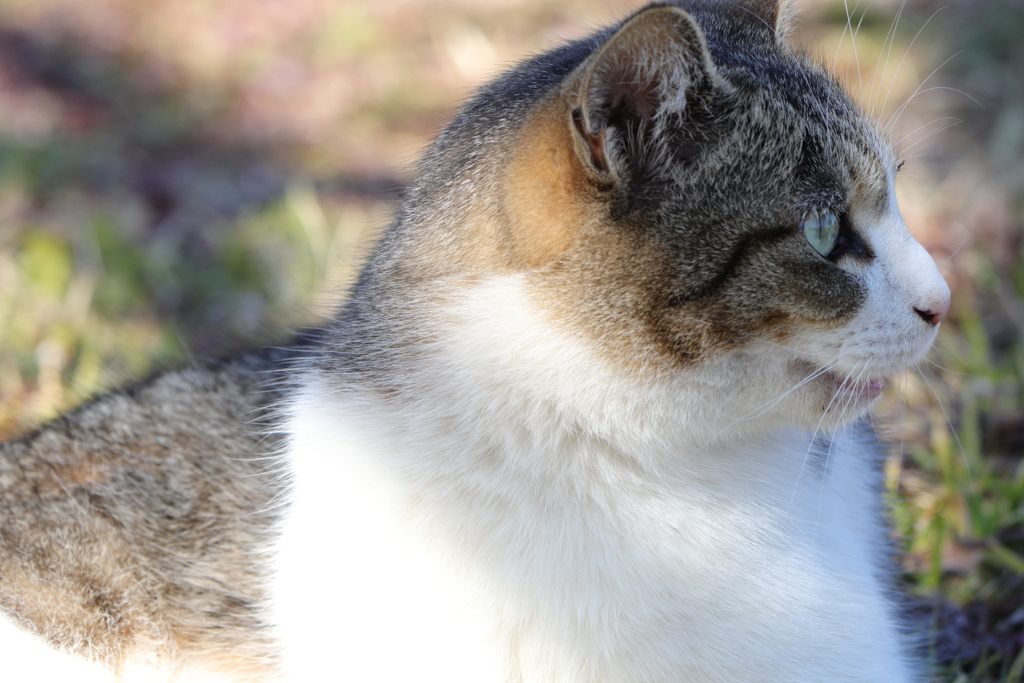 野良猫横