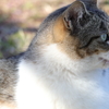 野良猫横