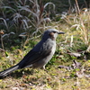 IMG_39059