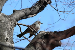 IMG_39119