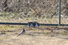 狙う野良猫